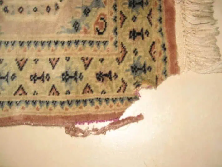 Heavily damaged hand-knotted oriental carpet with visible deterioration, awaiting expert repair.