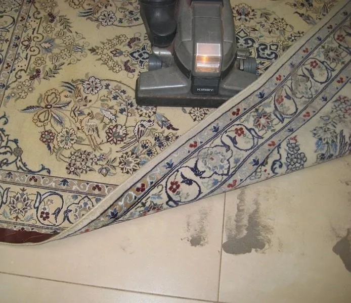 Professional dusting process for deep carpet cleaning services in Brussels.